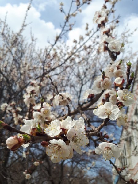 Сквер на 3 дачной Саратов весной