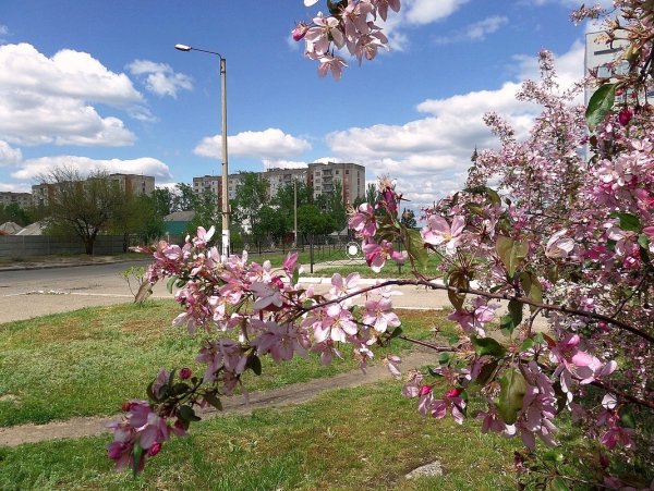 Алтынная гора Саратов высота