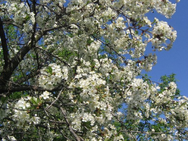 Красивые картинки весны просыпающейся природы