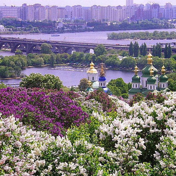 Киев сирень Ботанический сад