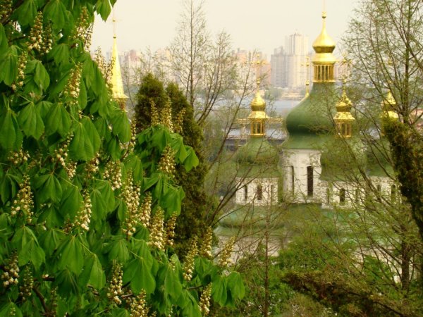 Цветущие каштаны в Киеве