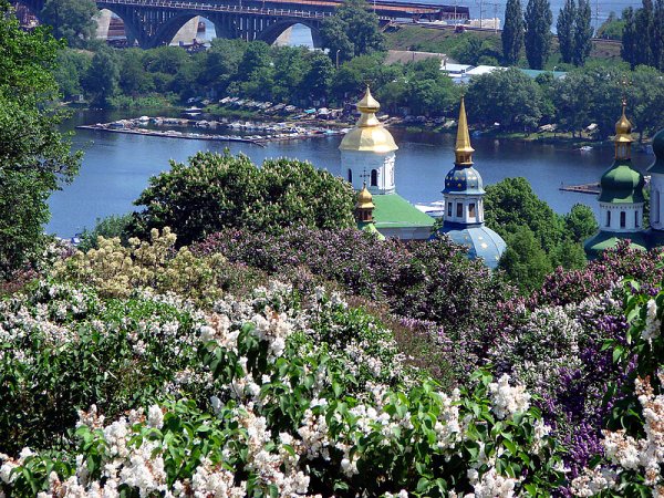 Каштаны в Ботаническом саду Киева цветут