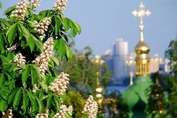 Каштаны на Крещатике в Киеве