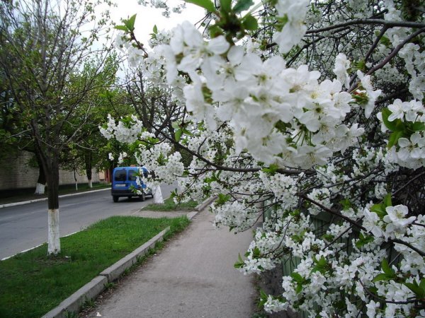 Храм Христа Спасителя Весна цветы