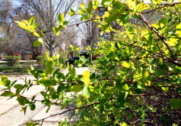 Выдубицкий монастырь и сирень