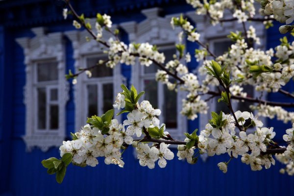 Обои Центральный парк Нью-Йорка