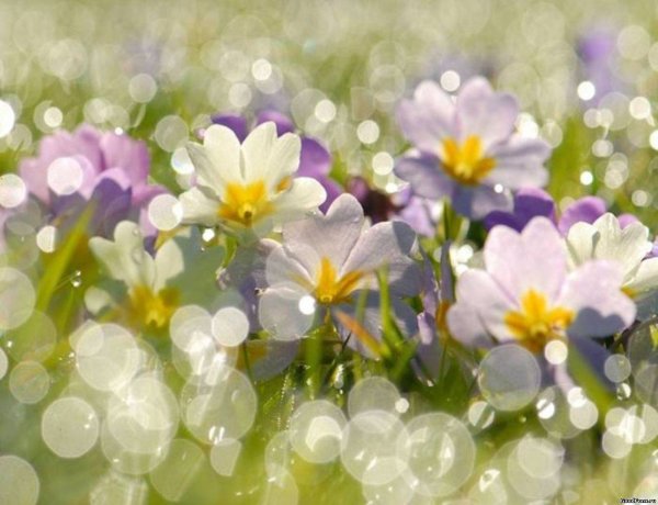 Весна анимация