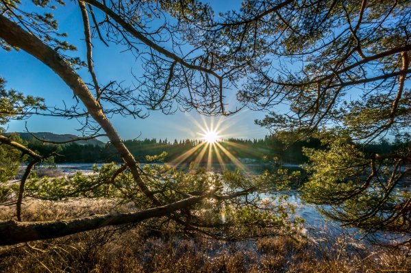 Первоцветы галантусы