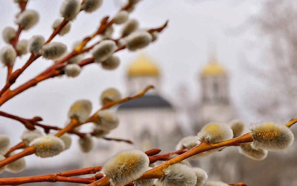 Верба Церковь Вербное Воскресение