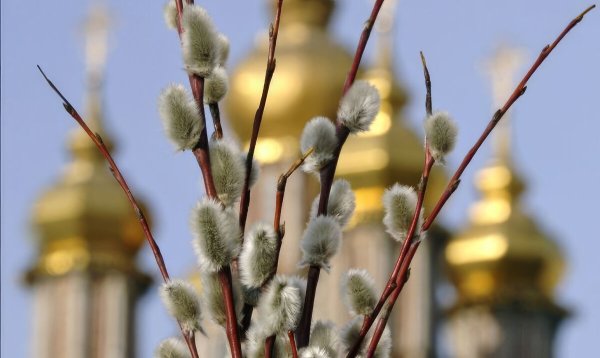 Верба Церковь Вербное Воскресение