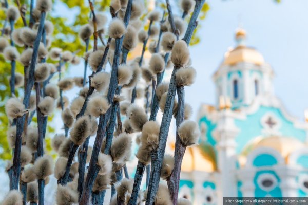 Верба Церковь Вербное Воскресение