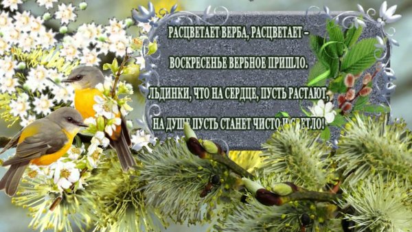 Верба букеты и в корзинке
