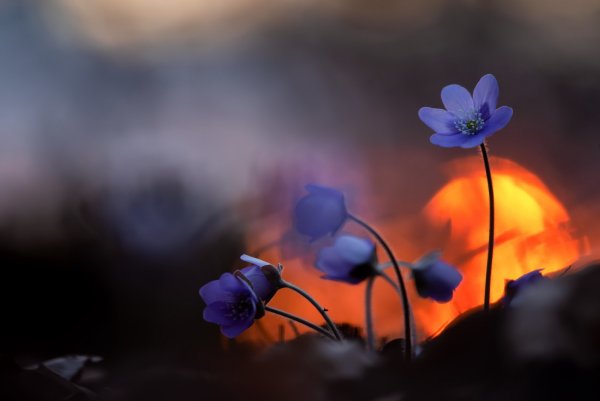 Спокойной ночи весенней ночи