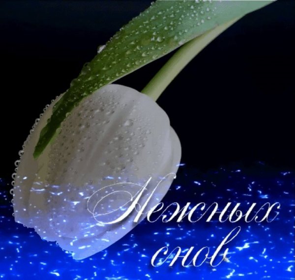 Доброй весенней ночи