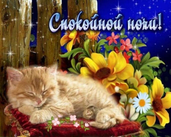 Спокойной ночи сладких снов цветы