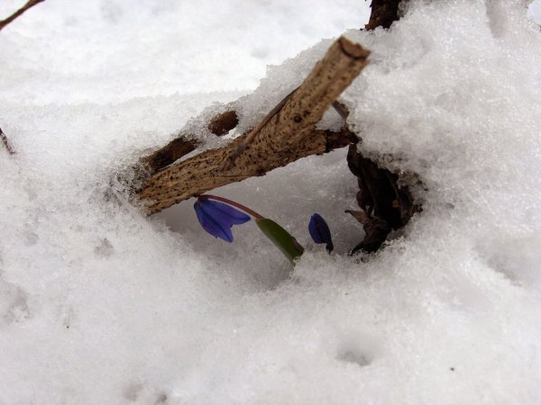 Открытки Весна идет