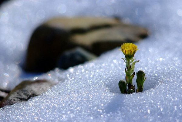 Из зимы в весну