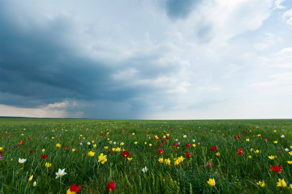Дикие тюльпаны Маныч Гудило