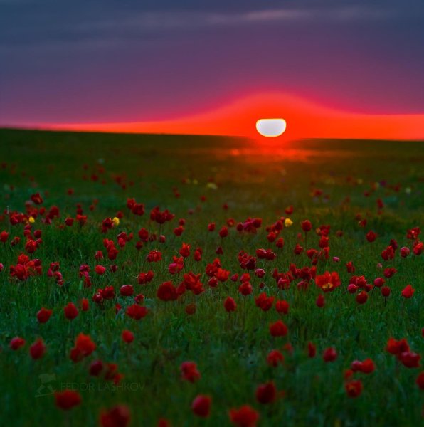 Дикие тюльпаны степь Калмыкии