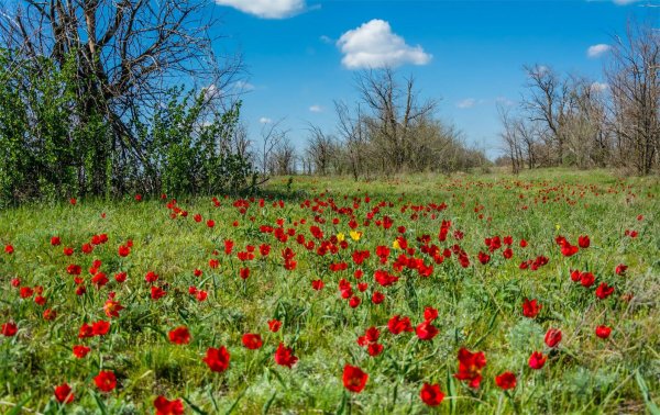 Поля в Калмыкии тюльпановые поля