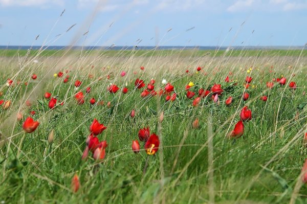 Тюльпаны в степи Калмыкии