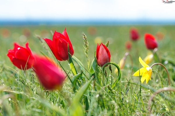Элиста тюльпановые поля