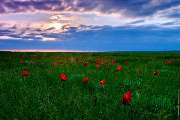 Калмыцкая степь Элиста весной тюльпаны