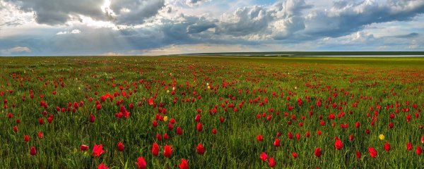 Манычская степь весной