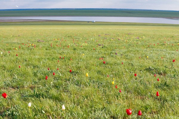 Тюльпан Шренка Калмыкия