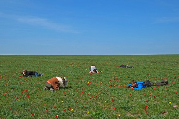 Тюльпаны в степи Калмыкии
