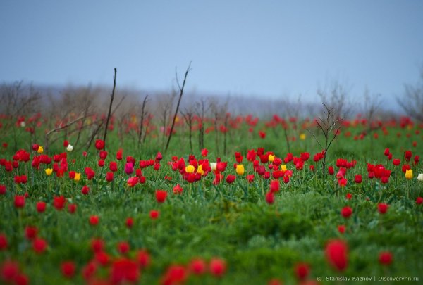 Манычская степь весной