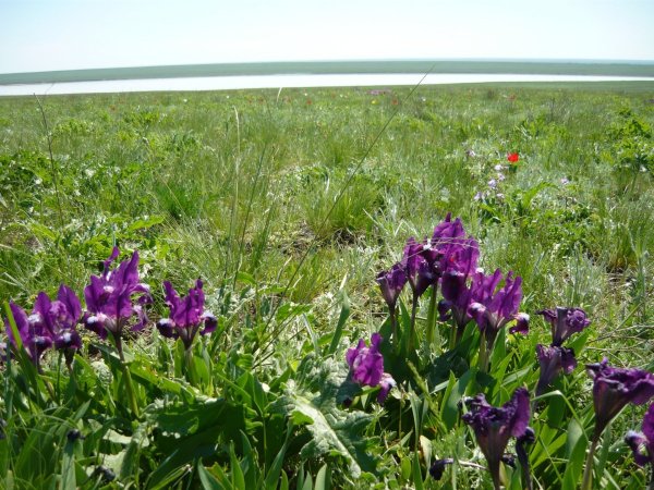 Поля в Калмыкии тюльпановые поля