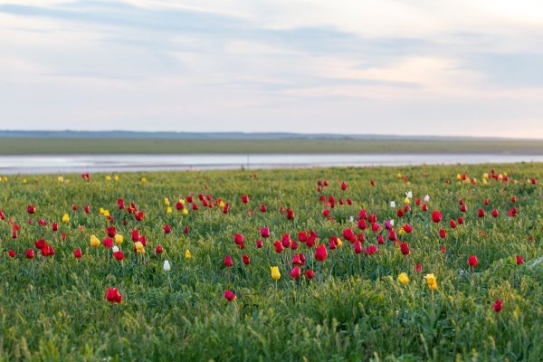 Маныч-Гудило Калмыкия тюльпаны