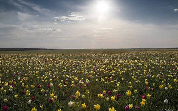 Тюльпановые равнины Калмыкии