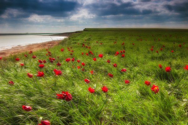 Долина тюльпанов Калмыкия