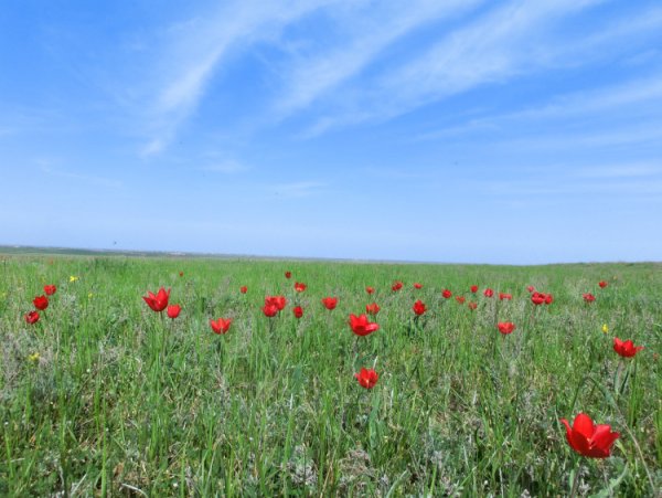 Тюльпан Шренка Калмыкия