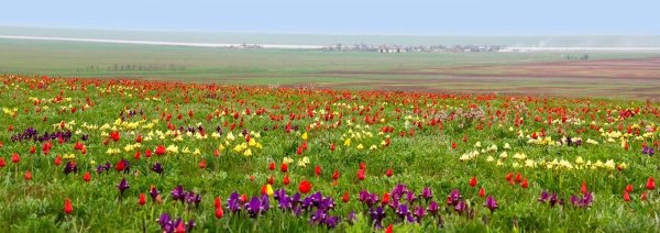 Элиста цветение тюльпанов