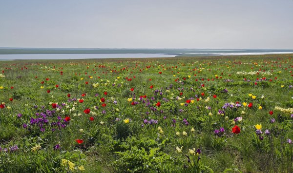 Маныч-Гудило озеро тюльпаны
