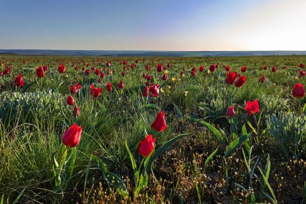 Подснежники в Калмыкии