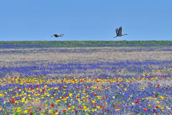 Долина тюльпанов Калмыкия