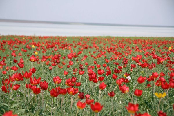 Оренбургская степь весной тюльпаны