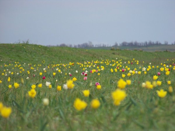 Растения в степи Калмыкии