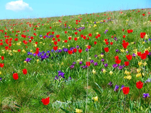 Донгузская степь тюльпаны