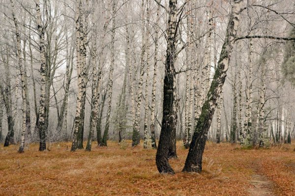 Поздняя осень