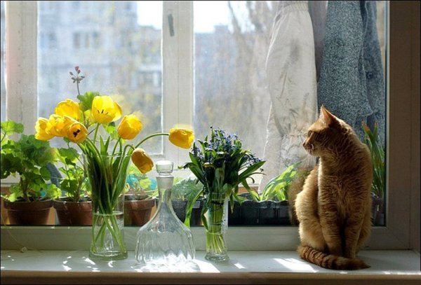 Весенние цветы на подоконнике