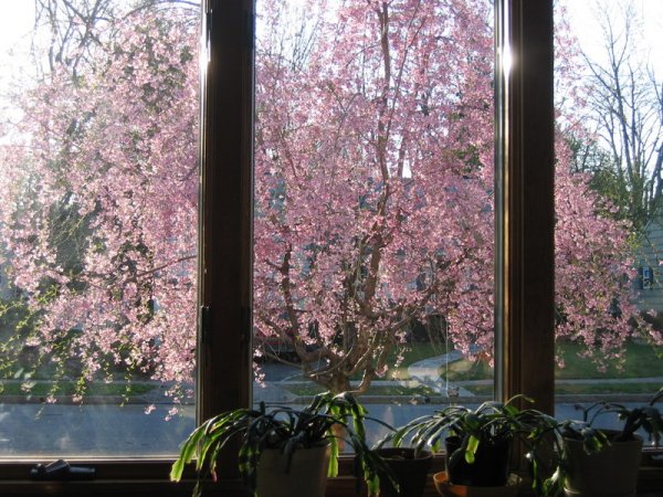 Вид из окна на сад