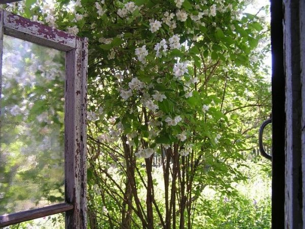 Открытое окно в деревне