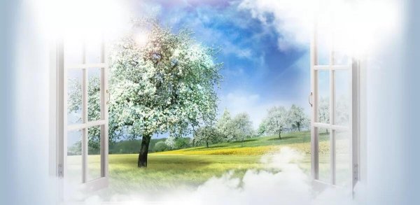 Цветущий сад за окном