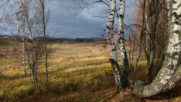 Лес в конце осени