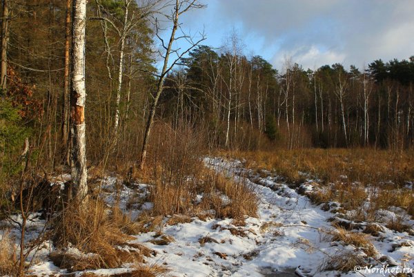 Осень ноябрь